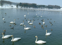 冬季間は白鳥が飛来します