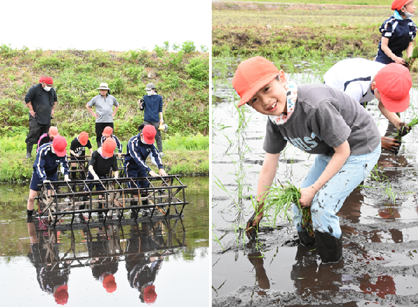 玉野小田植え