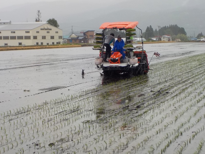 20240520圃場整備田植え