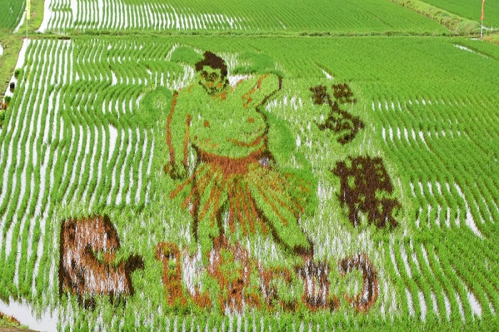 20240625田んぼアート1/2