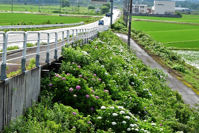 20240625田んぼアート2/2