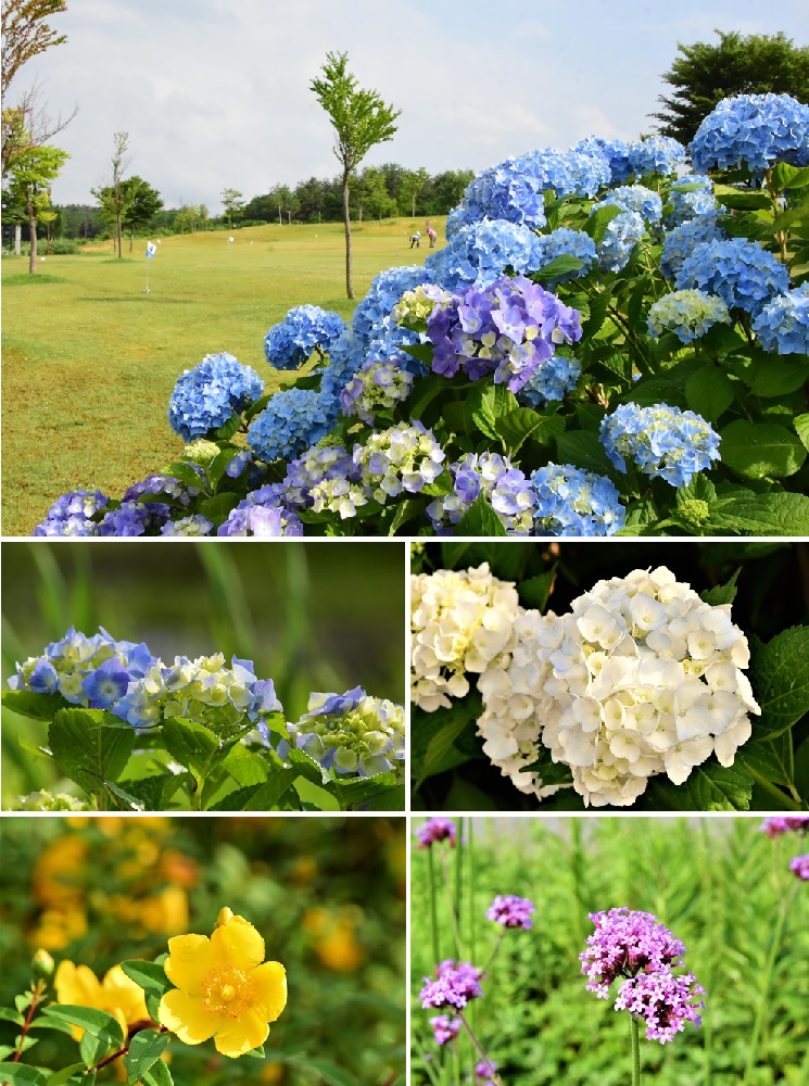 20240625徳良湖あじさい