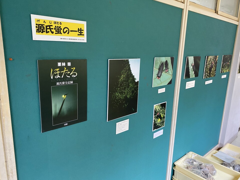 蛍展示１