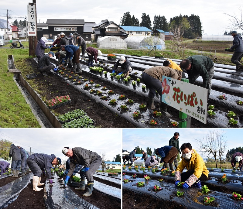 20250503下柳地区花植え作業