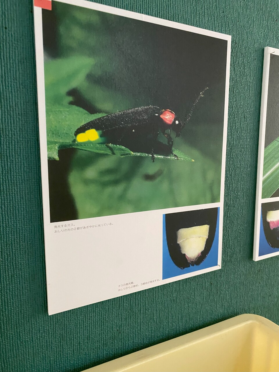 ホタル写真１