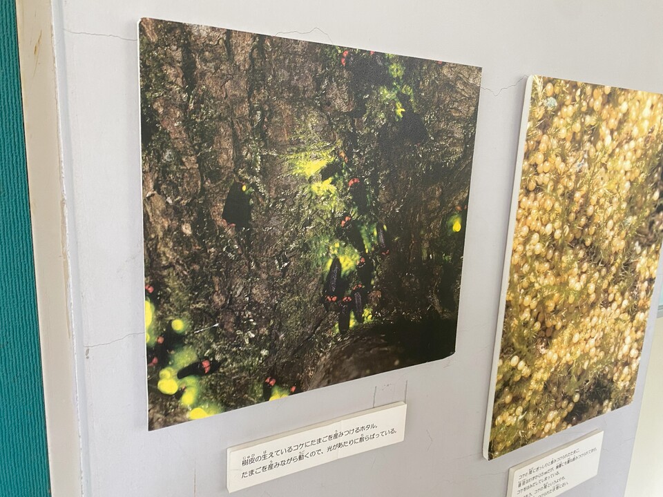 ホタル写真２