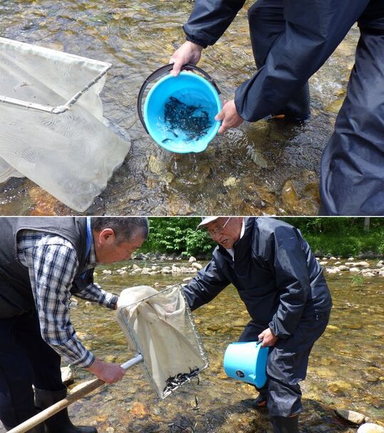20260604赤井川サクラマス放流（丹生川漁業組合）