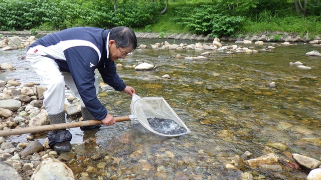 220260605鮎放流(丹生川漁業組合)