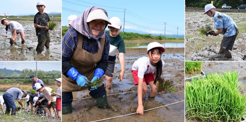 20260527田んぼアート田植え