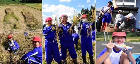 田んぼアート稲刈り餅つき