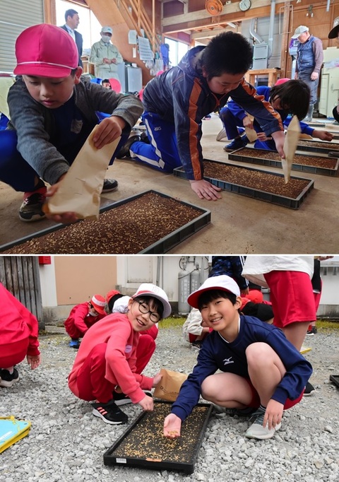 20240501田んぼアート種まき