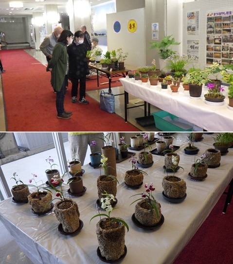 20240511-12野草展