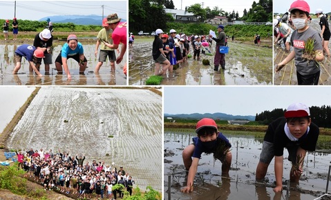 20240530田んぼアート田植え