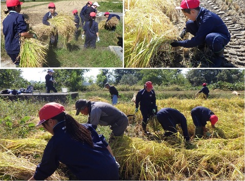 20241001宮小さわのはな稲刈り