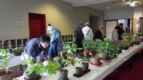 20250510-11野草展