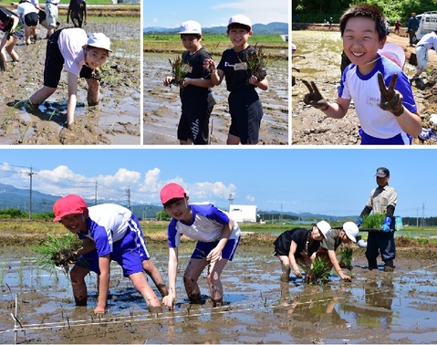 20240528田んぼアート田植え
