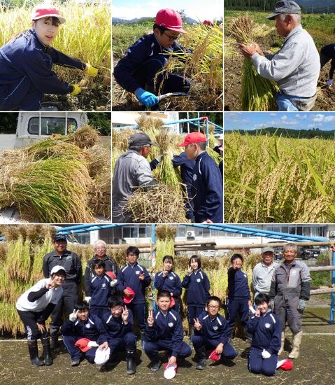 20250924宮小さわのはな稲刈