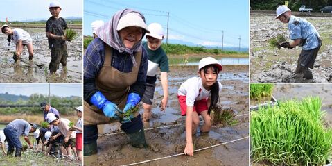 20260527田んぼアート田植え