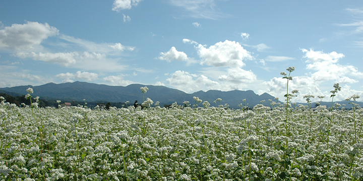 尾花沢市