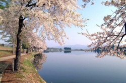 桜の徳良湖
